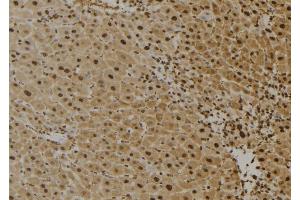 ABIN6273622 at 1/100 staining Mouse liver tissue by IHC-P. (FAIM anticorps  (Internal Region))