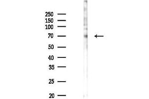 anti-TGF-beta Activated Kinase 1/MAP3K7 Binding Protein 2 (TAB2) (Internal Region) antibody