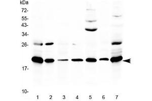 Western blot testing of 1) rat thymus, 2) rat lung, 3) rat spleen, 4) rat stomach, 5) rat PC-12 cells, 6) mouse thymus and 7) mouse NIH3T3 lysate with Ccl19 antibody at 0.