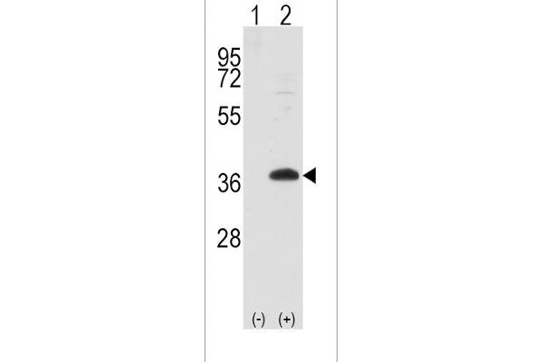 FRAT1 anticorps  (AA 99-128)