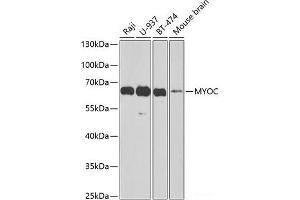 Western blot analysis of extracts of various cell lines using MYOC Polyclonal Antibody at dilution of 1:1000. (MYOC anticorps)