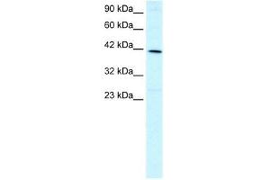 Human HepG2; WB Suggested Anti-FOXF2 Antibody Titration: 1. (FOXF2 anticorps  (N-Term))
