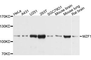 Western blot analysis of extracts of various cell lines, using MZF1 antibody (ABIN5998294) at 1/1000 dilution. (MZF1 anticorps)