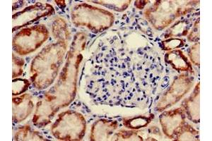 Immunohistochemistry of paraffin-embedded human kidney tissue using ABIN7162222 at dilution of 1:100