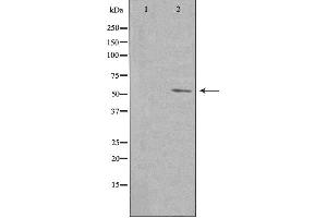 Western blot analysis of extracts from NIH/3T3 cells, using PVRL4 antibody. (PVRL4 anticorps  (Internal Region))