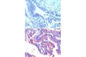 Image no. 1 for anti-Interferon Related Developmental Regulator 1 (IFRD1) (AA 70-120) antibody (ABIN960221)