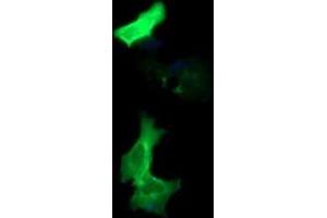 Image no. 1 for anti-Protocadherin 7 (PCDH7) antibody (ABIN1500047) (PCDH7 anticorps)