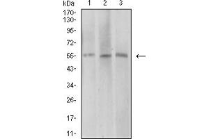 Western blot analysis using AEBP2 mouse mAb against COS7 (1), HepG2 (2), and SK-MES-1 (3) cell lysate. (AEBP2 anticorps  (AA 358-495))