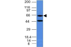 Western Blot of human Panc-1 cell lysate Chromogranin A Mouse Monoclonal Antibody (CHGA/777) (Chromogranin A anticorps)