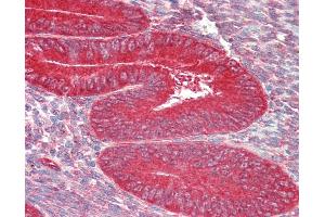 Anti-ZFP36L1 antibody IHC staining of human uterus. (ZFP36L1 anticorps  (AA 46-95))