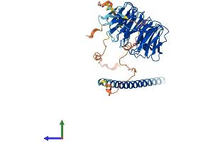 AlphaFold protein structure predicition of Mouse Recombinant Poc1b Protein, UniprotID Q8BHD1