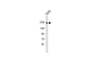 Anti-ERBB2 Antibody (C-term ) at 1:1000 dilution + T47D whole cell lysate Lysates/proteins at 20 μg per lane. (ErbB2/Her2 anticorps  (C-Term))