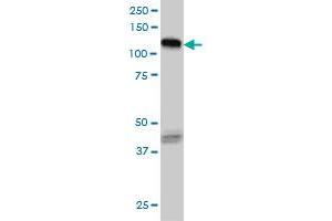 EPHB3 monoclonal antibody (M01), clone 1B3 Western Blot analysis of EPHB3 expression in HeLa .