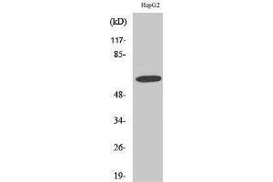 Western Blotting (WB) image for anti-gamma-aminobutyric Acid (GABA) A Receptor, alpha 4 (GABRA4) (Internal Region) antibody (ABIN3175194) (GABRA4 anticorps  (Internal Region))