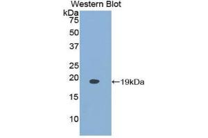 Western Blotting (WB) image for anti-Fatty Acid Binding Protein 9, Testis (FABP9) (AA 1-132) antibody (ABIN1858787) (FABP9 anticorps  (AA 1-132))