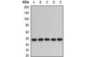 Western blot analysis of ERp5 expression in SW480 (A), HepG2 (B), mouse lung (C), mouse testis (D), rat liver (E) whole cell lysates. (PDIA6 anticorps)
