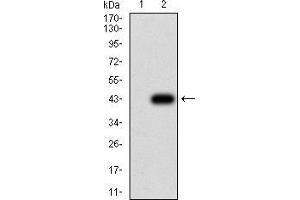 Western blot analysis using ADRB2 mAb against HEK293 (1) and ADRB2 (AA: 302-413)-hIgGFc transfected HEK293 (2) cell lysate.