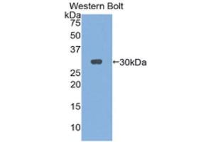 Western Blotting (WB) image for anti-Interleukin 2 Receptor, gamma (IL2RG) (AA 23-263) antibody (ABIN1859417) (IL2RG anticorps  (AA 23-263))