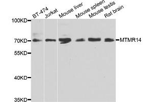 Western blot analysis of extracts of various cell lines, using MTMR14 antibody (ABIN4904446) at 1:1000 dilution.