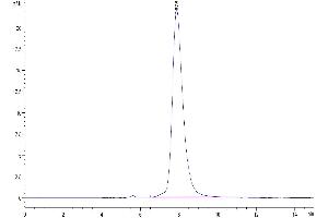 The purity of SARS-COV-2 Spike S1 (N501Y,K417N,E484K) is greater than 95 % as determined by SEC-HPLC.