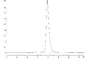 Size-exclusion chromatography-High Pressure Liquid Chromatography (SEC-HPLC) image for SARS-CoV-2 Spike S1 (E484K), (K417N), (N501Y) protein (His tag) (ABIN7274391)