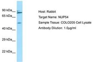 Image no. 1 for anti-Nucleoporin 54kDa (NUP54) (AA 302-351) antibody (ABIN6750030) (NUP54 anticorps  (AA 302-351))