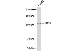 Western blot analysis of extracts of HepG2 cells using USP33 Polyclonal Antibody at dilution of 1:1000.