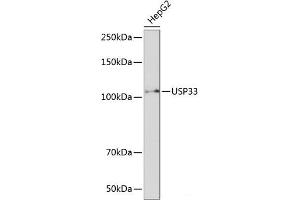 Western blot analysis of extracts of HepG2 cells using USP33 Polyclonal Antibody at dilution of 1:1000.