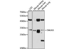 Western blot analysis of extracts of various cell lines, using SMUG1 antibody (ABIN6132673, ABIN6148159, ABIN6148160 and ABIN6214324) at 1:1000 dilution. (SMUG1 anticorps  (AA 1-270))