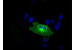 Image no. 2 for anti-RalA Binding Protein 1 (RALBP1) antibody (ABIN1500585)