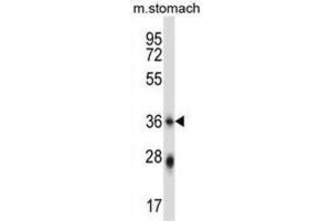 Western Blotting (WB) image for anti-Phospholipid Scramblase 4 (PLSCR4) antibody (ABIN2997651) (PLSCR4 anticorps)