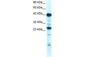 Western Blotting (WB) image for anti-SIX Homeobox 6 (SIX6) antibody (ABIN2460444) (SIX Homeobox 6 anticorps)