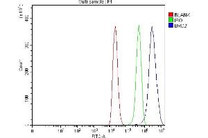 Flow Cytometry analysis of 293T cells using anti-BRD2 antibody (ABIN7599091). (BRD2 anticorps  (AA 1-214))
