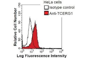 HeLa cells were fixed in 2% paraformaldehyde/PBS and then permeabilized in 90% methanol. (TCERG1 anticorps)
