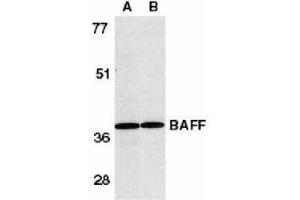 Western Blotting (WB) image for anti-Tumor Necrosis Factor (Ligand) Superfamily, Member 13b (TNFSF13B) (AA 254-269) antibody (ABIN2479517) (BAFF anticorps  (AA 254-269))