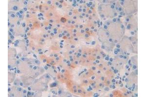 DAB staining on IHC-P; Samples: Rat Pancreas Tissue