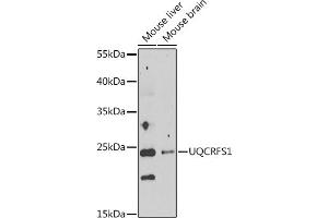 Western blot analysis of extracts of various cell lines, using UQCRFS1 antibody  at 1:1000 dilution.