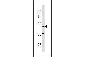 SGCE Antibody (C-term) (ABIN1881798 and ABIN2843211) western blot analysis in  cell line lysates (35 μg/lane). (SGCE anticorps  (C-Term))