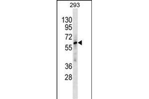 ZN Antibody (C-term) (ABIN1882037 and ABIN2838371) western blot analysis in 293 cell line lysates (35 μg/lane). (ZNF775 anticorps  (C-Term))