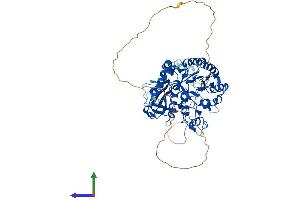 AlphaFold protein structure predicition of Human Recombinant SLC3A2 Protein, UniprotID P08195