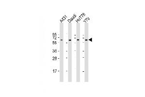 All lanes : Anti-YY1 Antibody (Center) at 1:2000 dilution Lane 1: A431 whole cell lysate Lane 2: Daudi whole cell lysate Lane 3: HuT78 whole cell lysate Lane 4: Y79 whole cell lysate Lysates/proteins at 20 μg per lane. (YY1 anticorps  (AA 210-239))