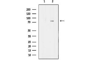 anti-Kinesin Family Member C3 (KIFC3) (C-Term) antibody