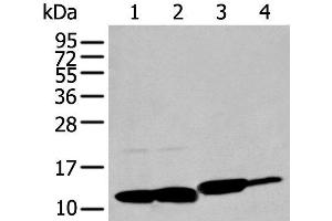 Western blot analysis of HT-29 Hela and Jurkat cell Rat brain tissue lysates using MIF Polyclonal Antibody at dilution of 1:200 (MIF anticorps)