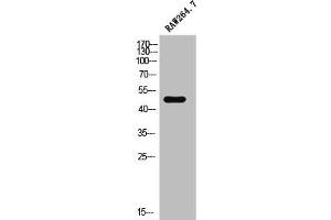 Western Blot analysis of RAW264. (Cell Adhesion Molecule 4 anticorps  (C-Term))