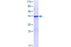 Image no. 1 for Period Circadian Protein 2 (PER2) (AA 1-100) protein (GST tag) (ABIN1314659)
