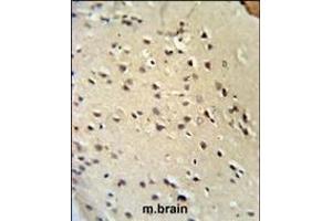 Lamin B1 Antibody (C-term) (ABIN390511 and ABIN2840865) IHC analysis in formalin fixed and paraffin embedded mouse brain tissue followed by peroxidase conjugation of the secondary antibody and DAB staining. (Lamin B1 anticorps  (C-Term))
