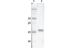 Western Blot testing of anti-MANF monoclonal antibody. (MANF anticorps)