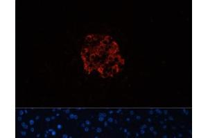 Immunofluorescence analysis of Mouse pancreas using INS Polyclonal Antibody at dilution of 1:100. (Insulin anticorps)