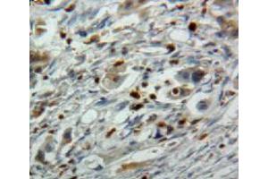 Used in DAB staining on fromalin fixed paraffin-embedded pancreas tissue (EBI3 anticorps  (AA 21-229))