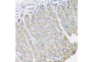 Immunohistochemistry of paraffin-embedded mouse stomach using BGLAP antibody at dilution of 1:100 (x40 lens). (Osteocalcin anticorps)